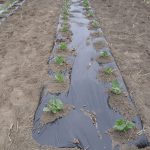 ソラマメ　エンドウ豆　定植　230320